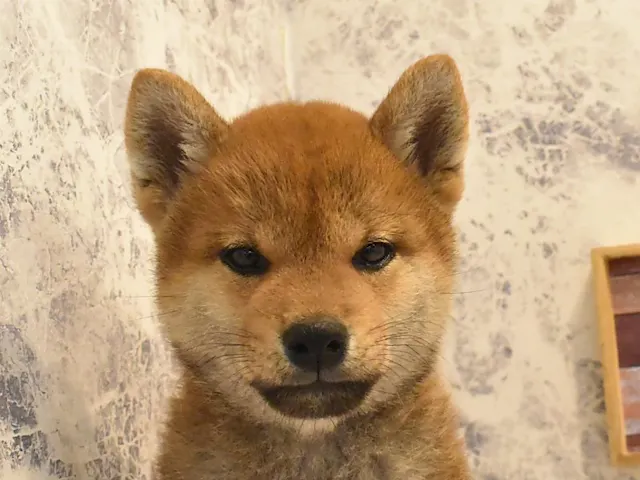 神奈川県の柴犬(標準サイズ) (ペッツワン三浦店/2025年4月25日生まれ/男の子/赤)の子犬